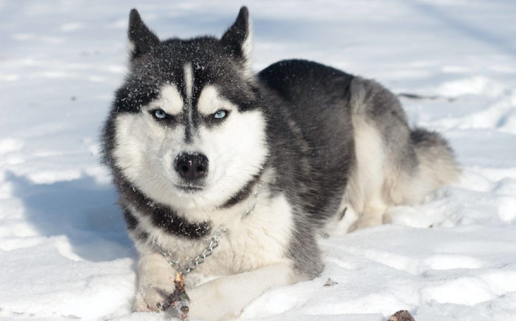 husky-siberien