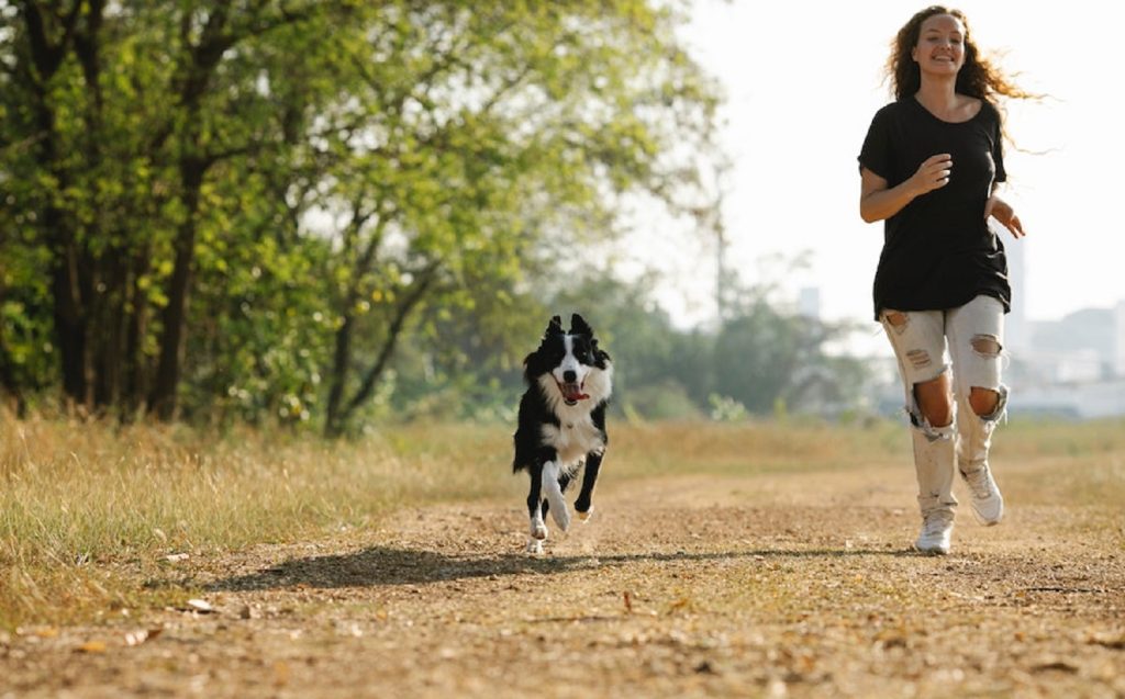 Border-Collie