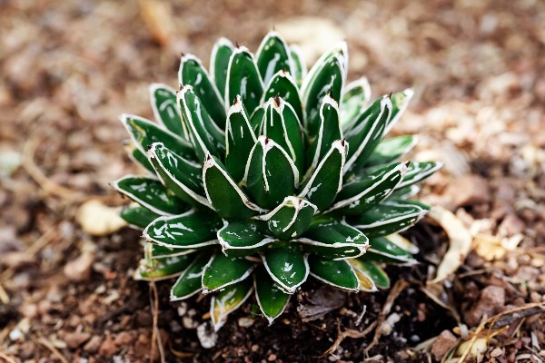 plante dagave